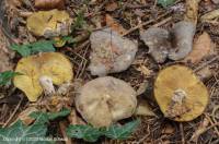 Fiche de Calocybe favrei