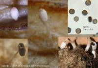 Fiche de Coprinopsis cordispora