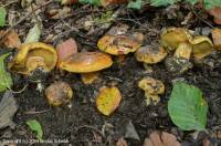 Fiche de Cortinarius alcalinophilus