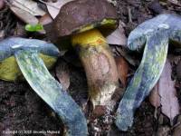Fiche de Cyanoboletus pulverulentus