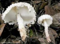 Fiche de Cystolepiota pulverulenta