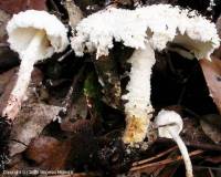 Fiche de Cystolepiota pulverulenta