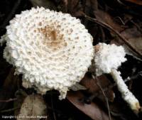 Fiche de Cystolepiota pulverulenta