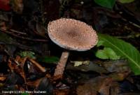 Fiche de Echinoderma echinaceum